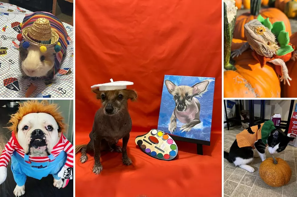WINNER: South Jersey’s Favorite Pet Costume